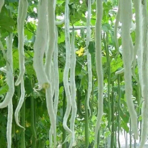 BENIH PARE BELUT F1  isi 15 BIJI