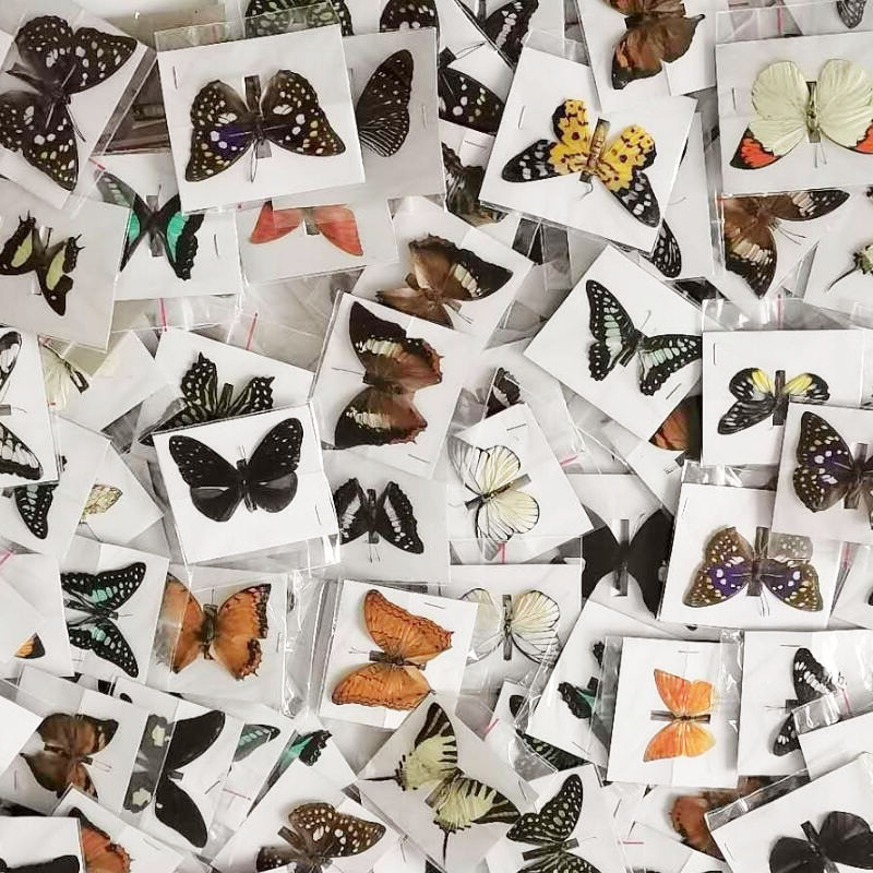 20Pcs Natural Real Natural Unmounted Butterfly Specimen Artwork Material Colorful Mixed Le Papillon 