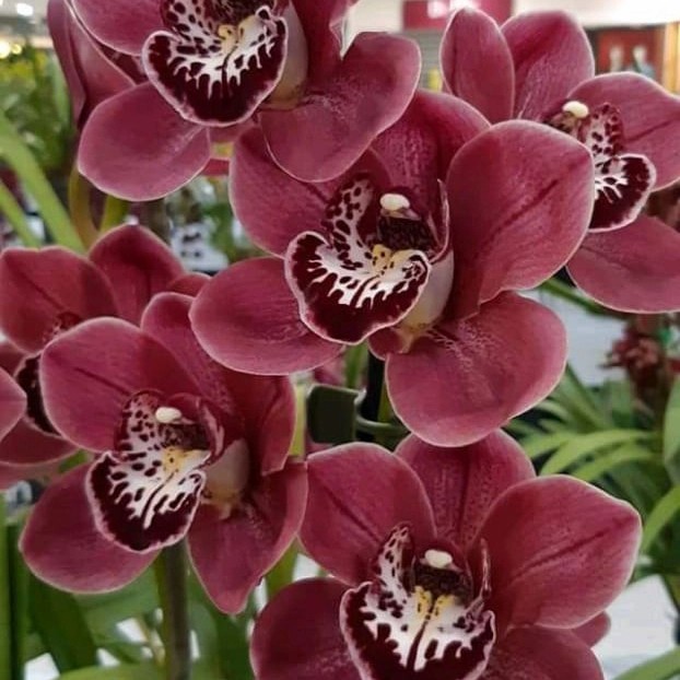 Anggrek cymbidium merah 1 bulb atau batang