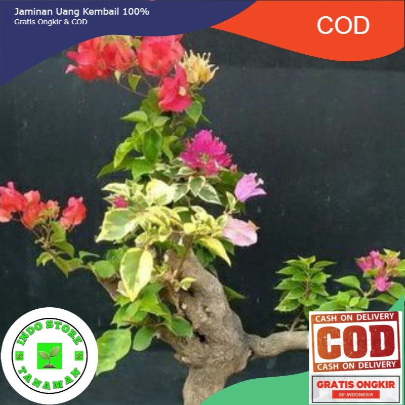 NEW!!TANAMAN HIAS BUGENVIL BUNGA KERTAS//BONGGOL BESAR 3 WARNA (COD)
