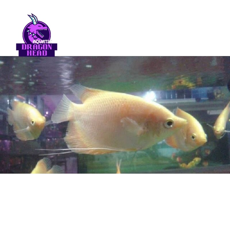 Hiasan aquascape hiasan akuarium gurame padang bergaransi