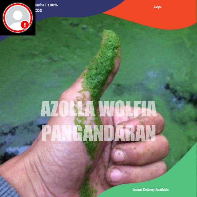 Bibit wolffia pakan ternak ikan unggas alternatif benih wolfia kualitas super
