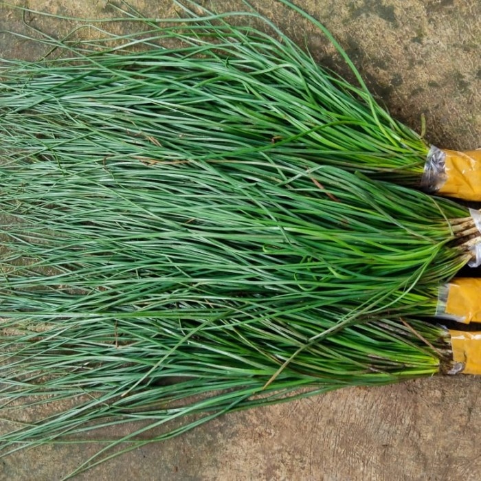 sayur kucai segar /tanaman sayur kucai fress