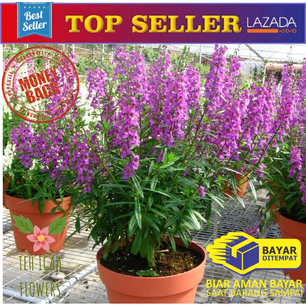 Kualitas SUPER Tanaman Hias Lavender angelonia asli tanaman lavender biasa bunga ungu putih Tanaman 