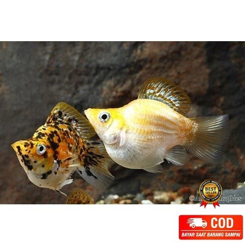 new IKAN HIAS MOLLY BALON GOLDEN / MARBLE / BLACK MOLLY KIRIM SESUAI STOK