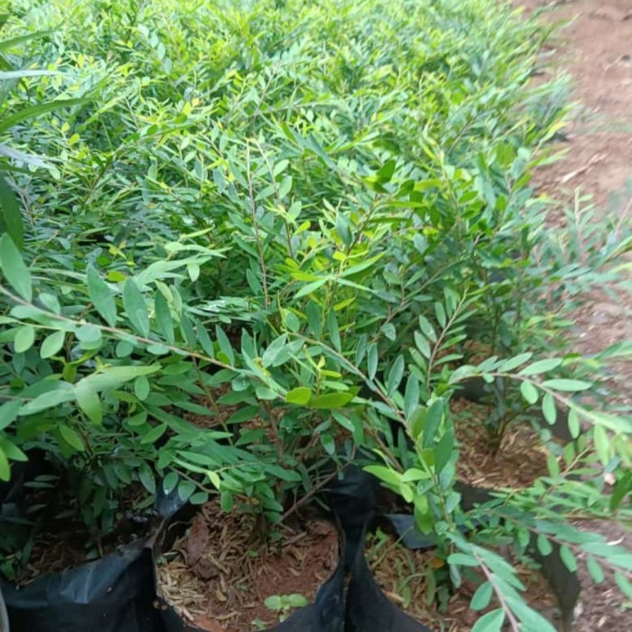 (TERLARIS) bibit tanaman cendrawasih - pohon cendrawasih - Tanaman Cendrawasih