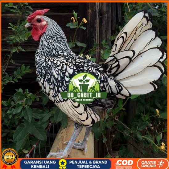 

Telur ayam serama / kate batik italy kanada fertil asli ori siap tetas UD_GOBIT_ID
