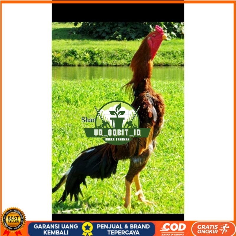 

TELUR AYAM SHAMO UNTUK DI TETASKAN UD_GOBIT_ID