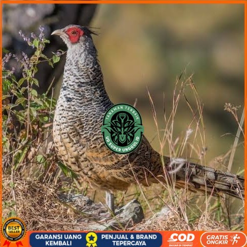 

Telur ayan hias ringneck cheer pheasant fertil siap ditetaskan UD_SUPER_UNGGUL_ID