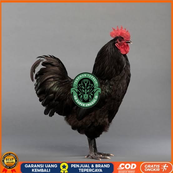 

Telur ayam hias black australorp fertil siap ditetaskan UD_SUPER_UNGGUL_ID