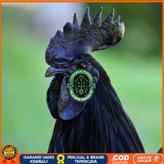 

Telur ayam cemani / telur ayam hias / telur fertil siap cod UD_SUPER_UNGGUL_ID