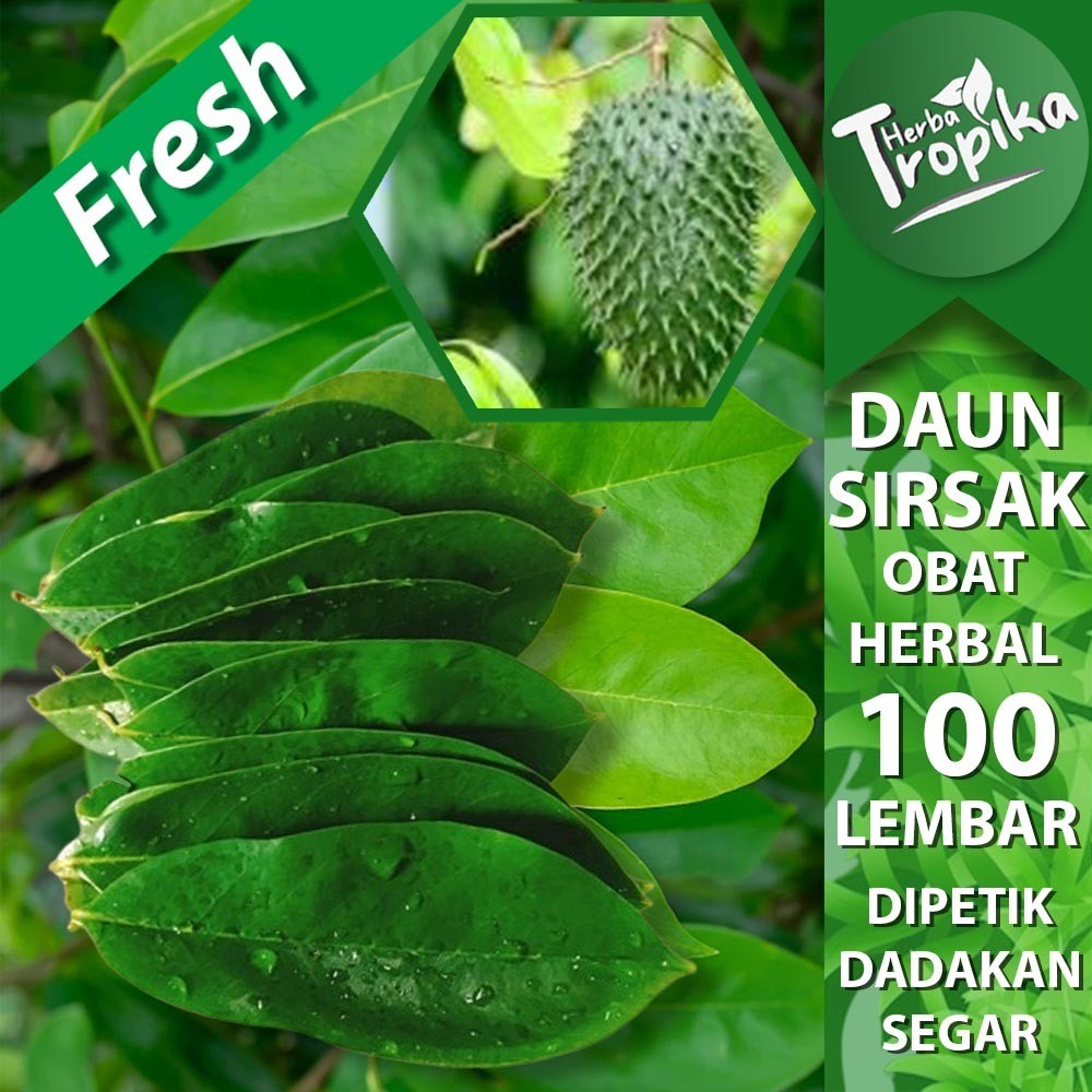 

Daun Sirsak Segar 100 lembar herbal alami toko herba tropika