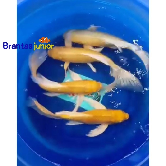 Pemanis aquascape Koi Kumpay Platinum & ogon slayer 9-11 cm murmer - OGON SLAYER pemanis aquarium CO