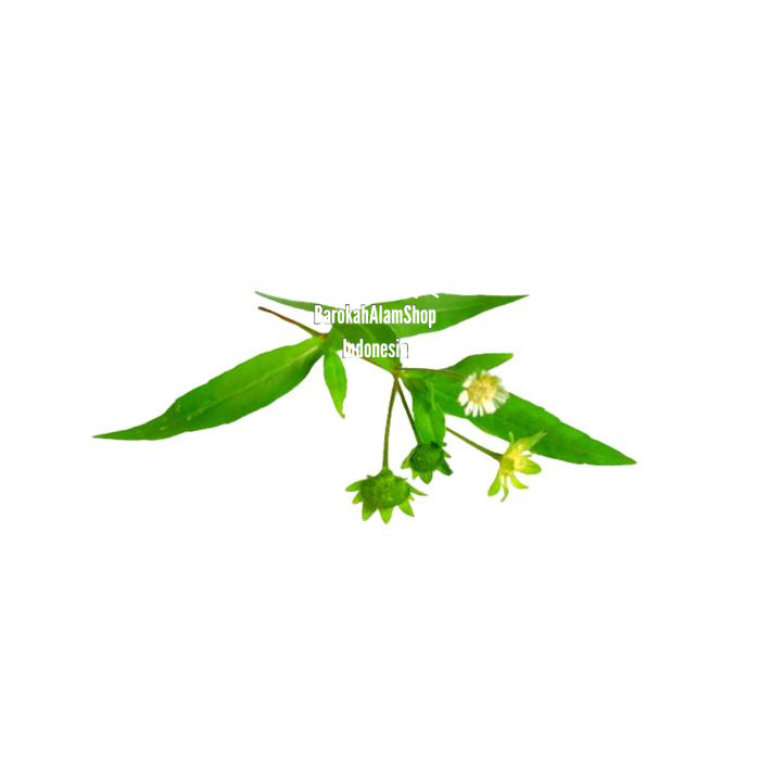 

Daun Urang Aring Organik Segar 1 Kg petik dadakan