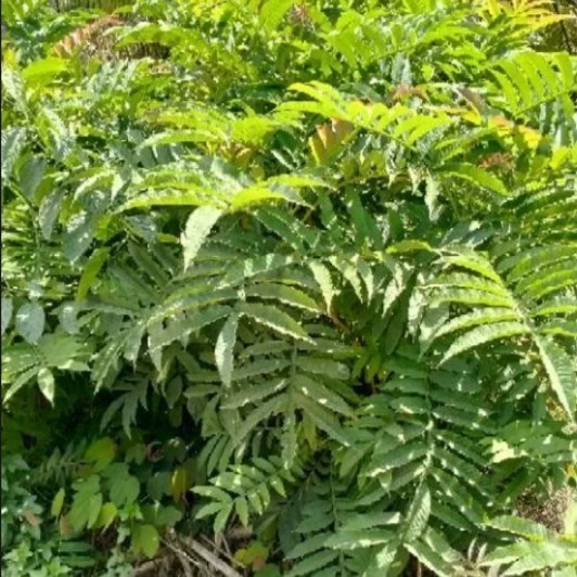

Daun Sungkai Segar Obat Herbal Tradisional per 1kg Rempah_herbalCo