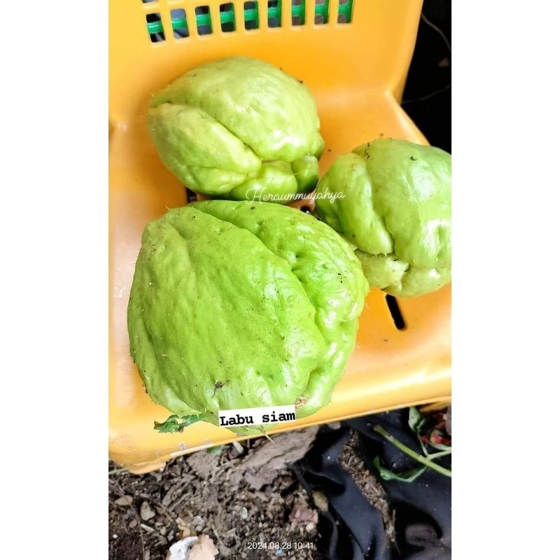 

New Bibit labu siam 1 pcs labu tuk bibit