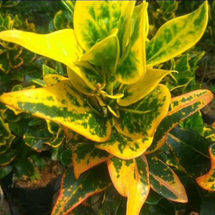 tanaman hias puring jengkol - puring jengkol - puring koin kuning