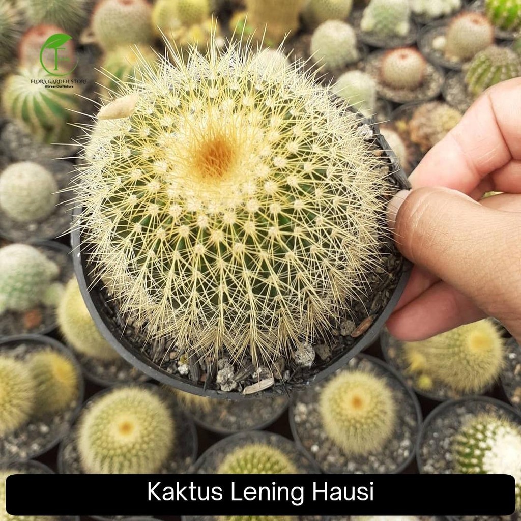 Kaktus Lening Hausii Cluster - Kaktus Lening Bola Emas
