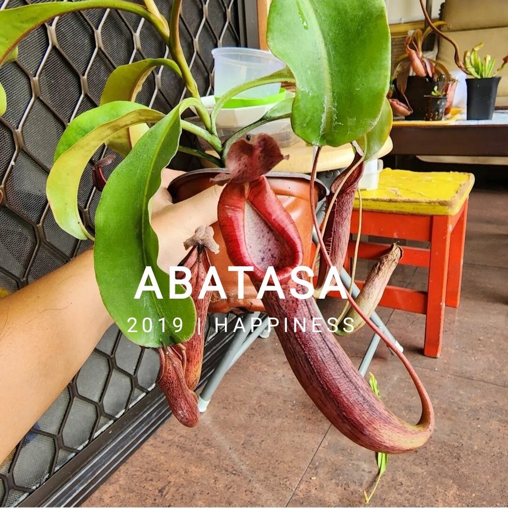 kantong semar Nepenthes