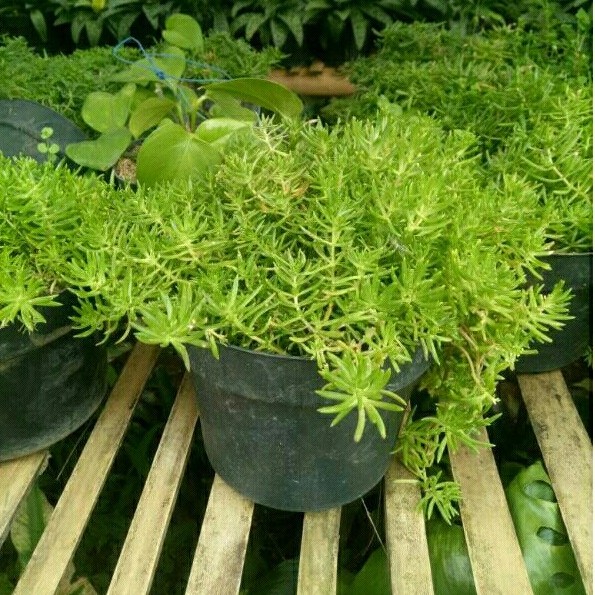 Tanaman Bunga Krokot Jarum Jumbo R2