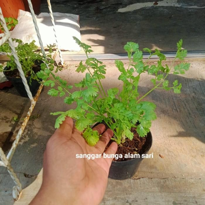 

TANAMAN BUMBU DAPUR DAUN KETUMBAR PLUS POT