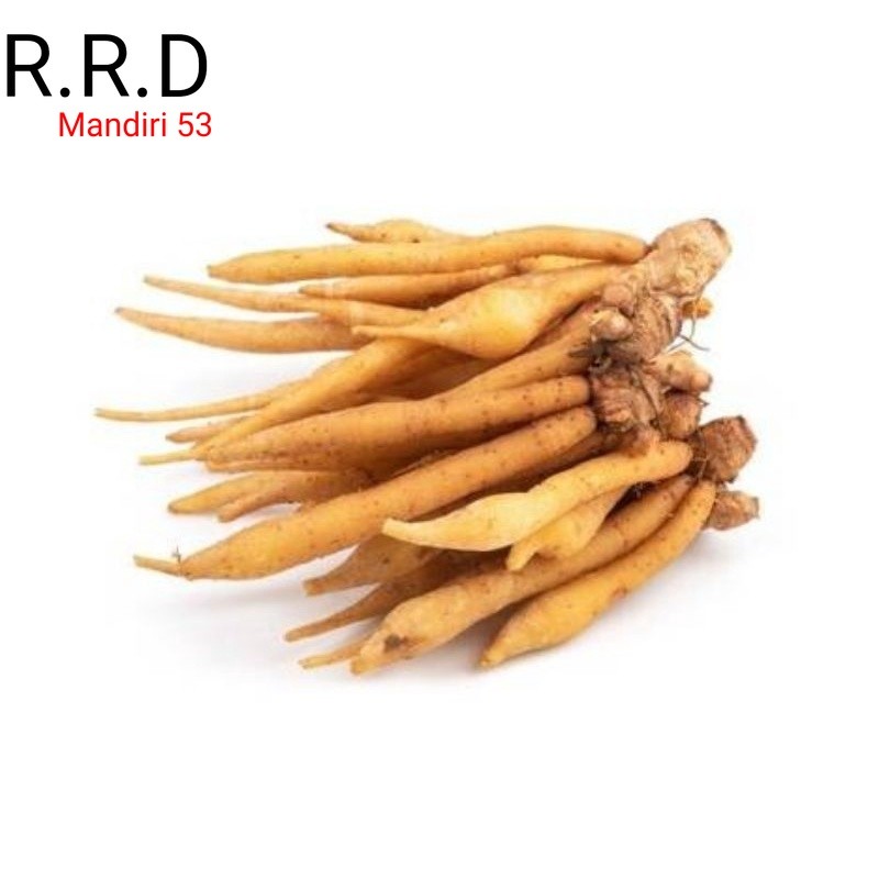 

PROMO Temu kunci (curcuma xanathorriza roxb) segar 100gram