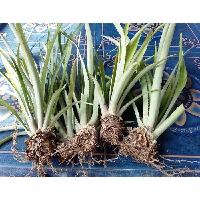 promo bibit nanas madu super ready