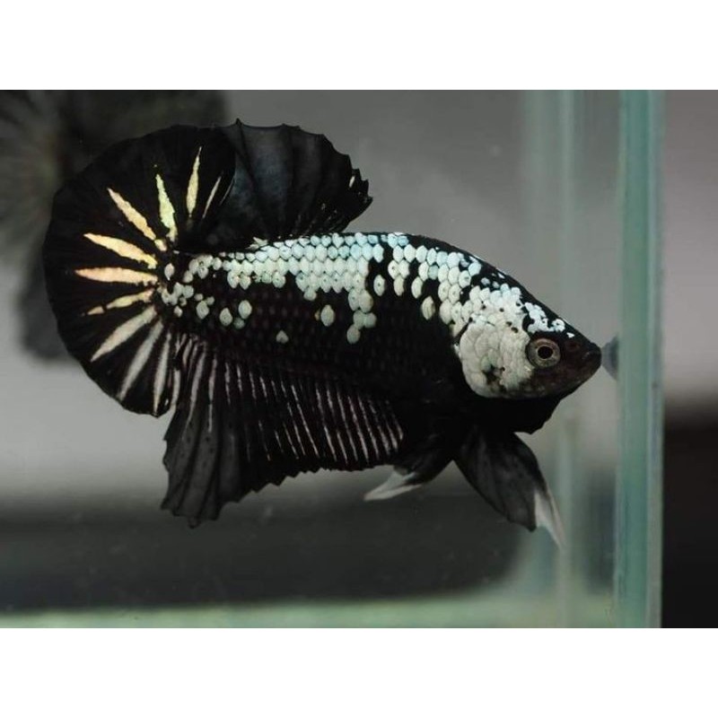 Cupang Hias Black Samurai Plakat