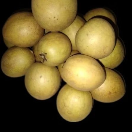 

Sawo Manila Super Manis – Buah Lokal Pilihan Segar & Belum Matang