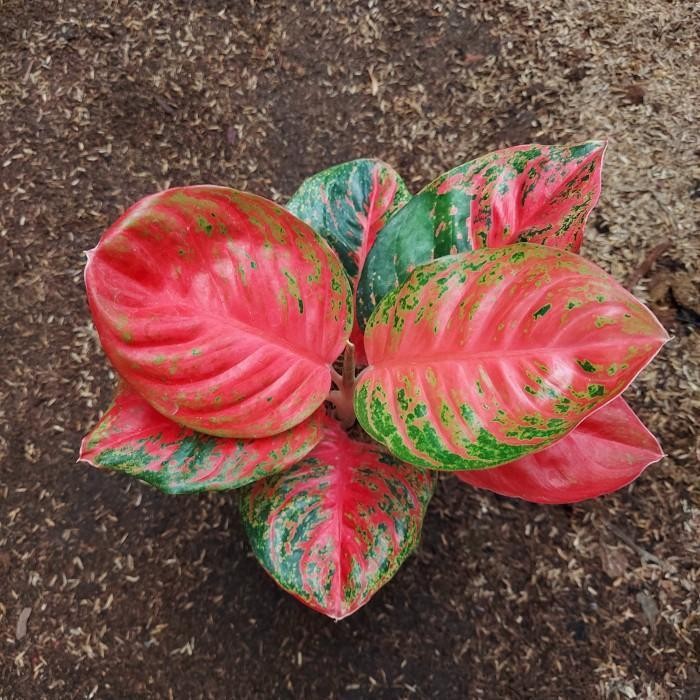 Aglonema Wulandari - Aglo Koleksi - Aglonema Murah - MURAH