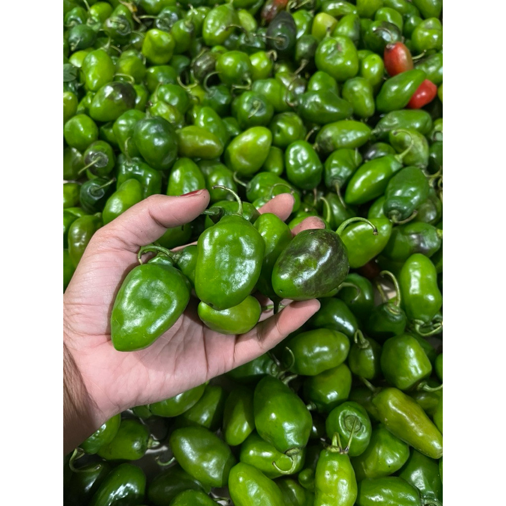 

Mekar_raya cabai bendot 250gram\cabai gembor\cabai\cabai fress\cabai pedas\cabai aakan\cabai murah