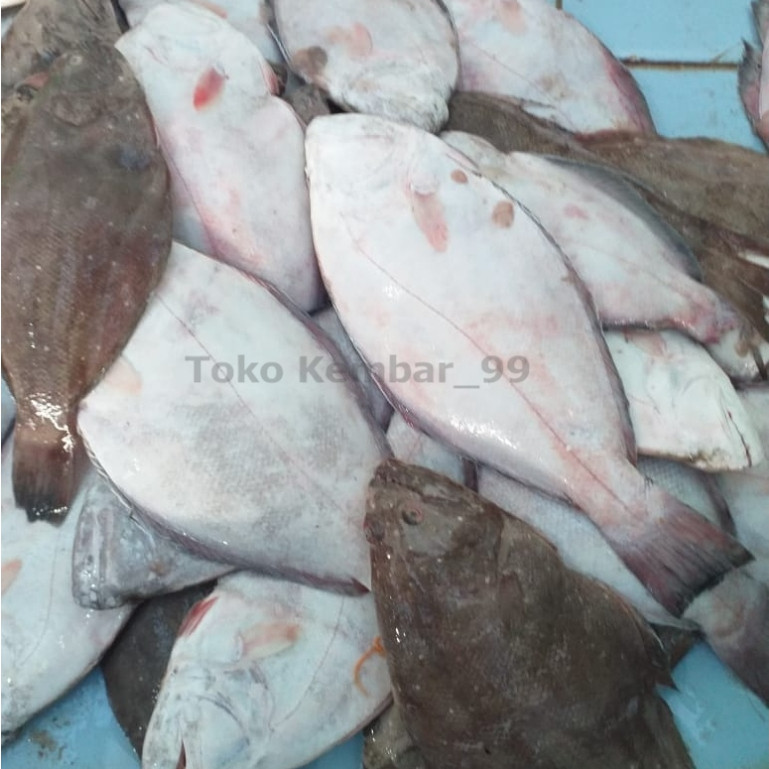 

Ikan Sebelah Segar 1Kg Ikan Sebelah Utuh