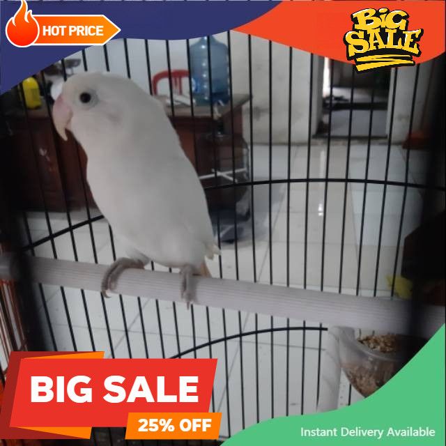 Lovebird Albino Mata Hitam burung love bird