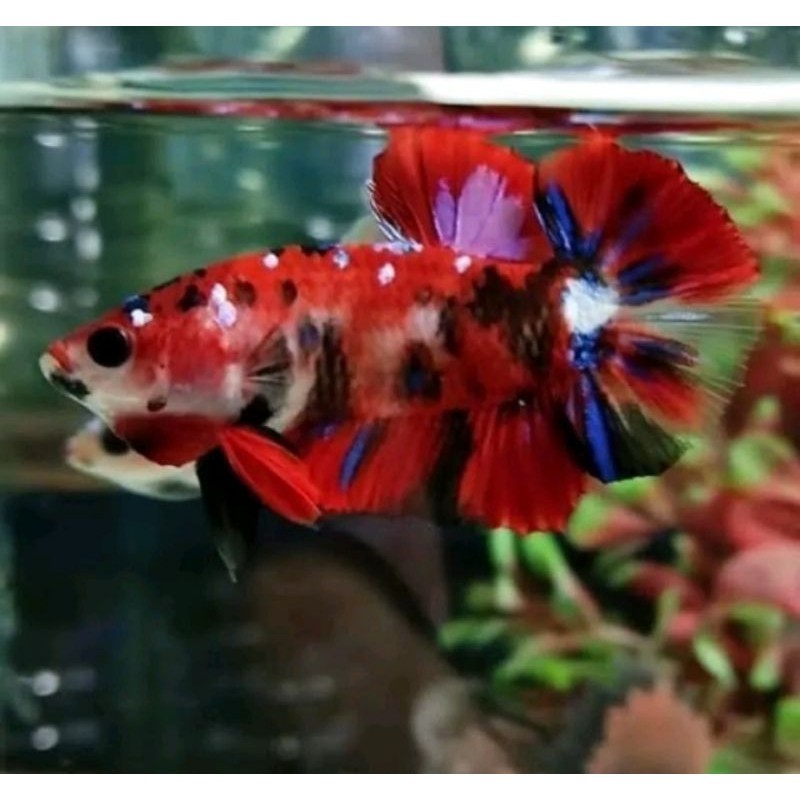 

stiker anomali cupang plakat full warna jantan