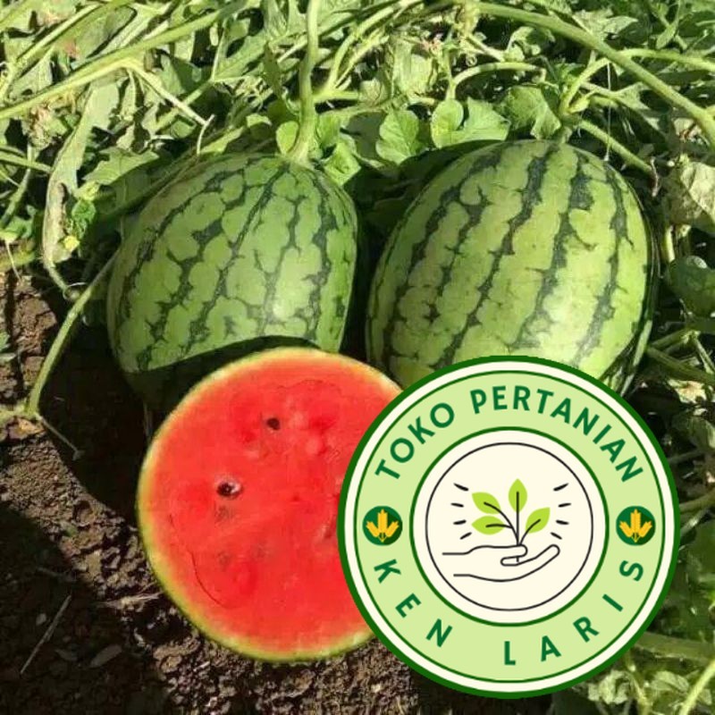 READY BIBIT SEMANGKA MERAH JUMBO  20 BENIH