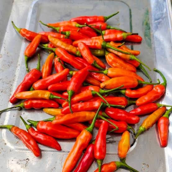 

Cabai Rawit ORI212 pedas fresh langsung petani