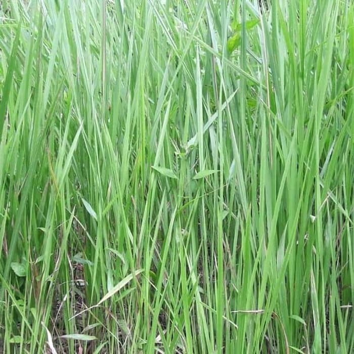 

Akar Alang alang - Obat Prostat