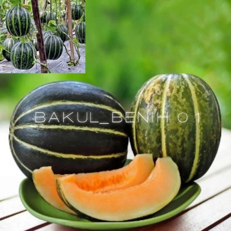 

BENIH UNGGUL!! 1000+ BUTIR BENIH BLEWAH BLASTER UNGGULAN PILIHAN PETANI (B.B.19)