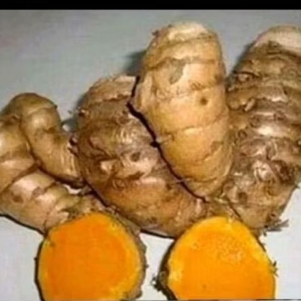 

temulawak segar 1 kg