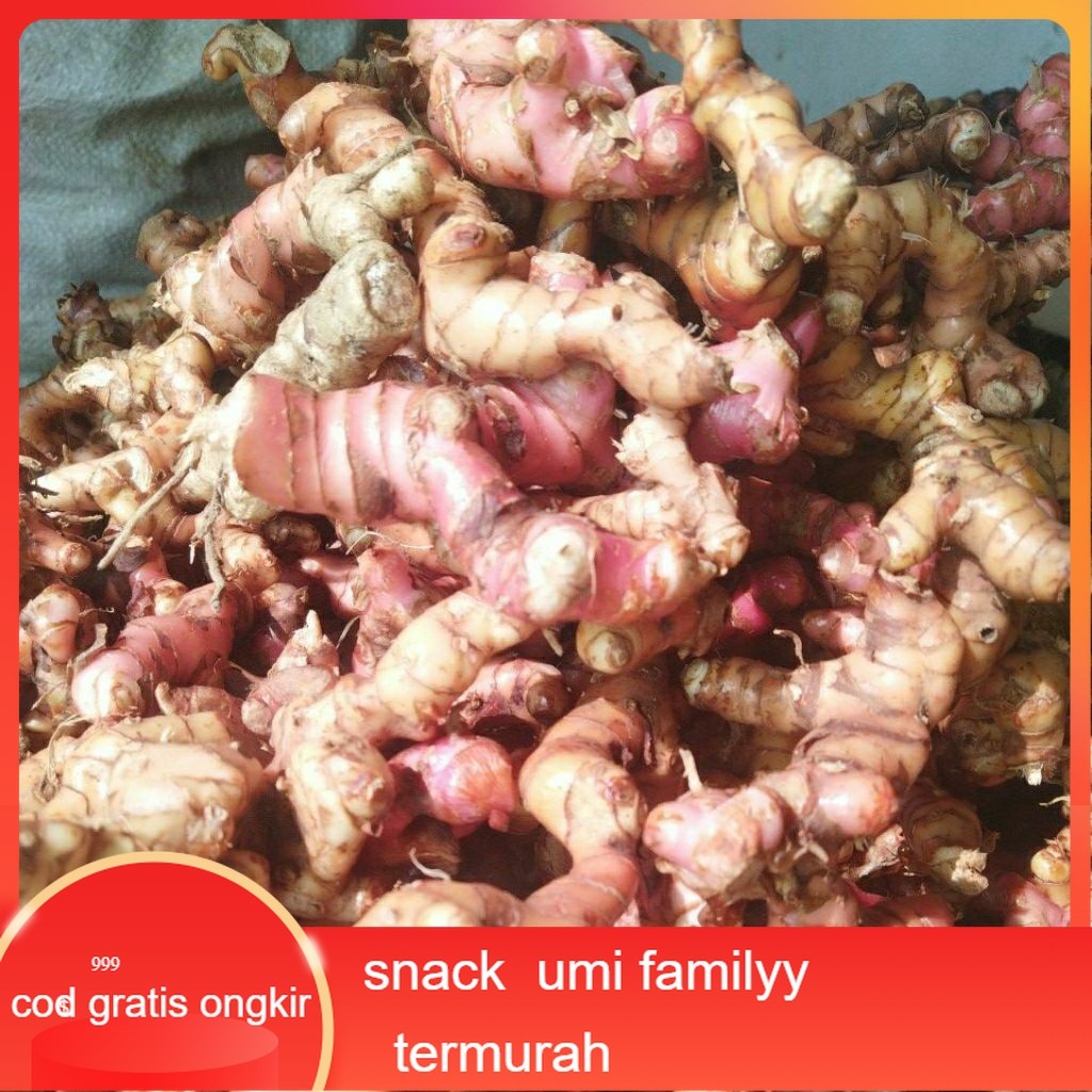 

Promo lengkuas laos asli 1kg sudah cuci jenis lilin pink muda lebih wangi dan empuk serta jenis yang merah