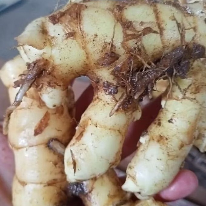 

Kunyit Putih Alami: Meningkatkan Kekebalan Tubuh Secara Tradisional Dengan hasil yang maksimal