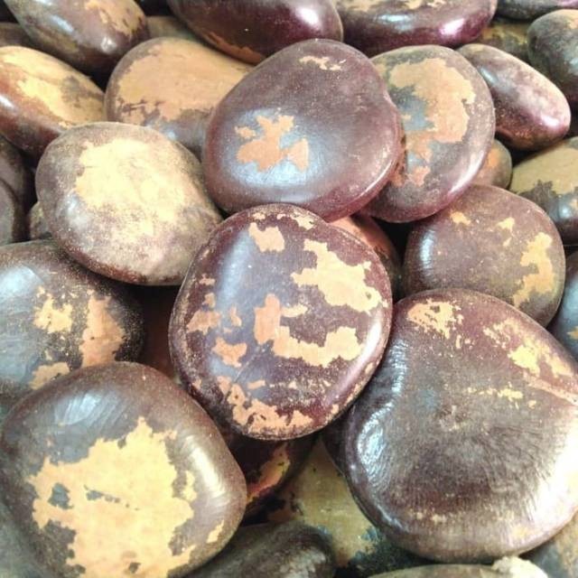 

Bendo 1kg - Bendo Kering - Herbal Biji Bendo Atau Bendho