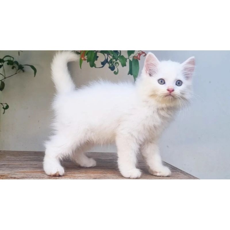 KUCING PERSIA MEDIUM JANTAN 2 BULAN WHITE SOLID