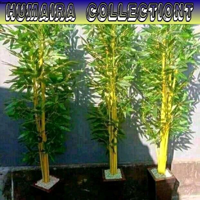 

Bibit Bambu Kuning Asli Stek Bambu Kuning Sudah Berakar