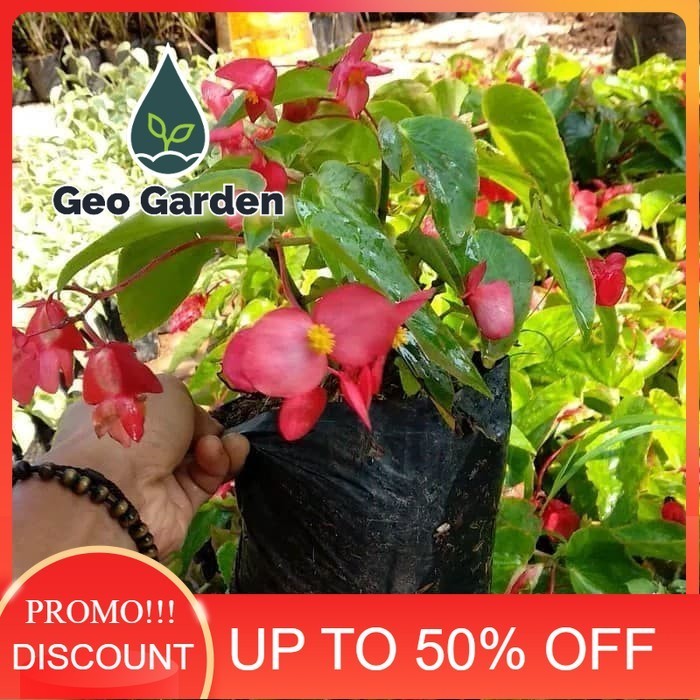bibit tanaman hias begonia bunga merah - begonia