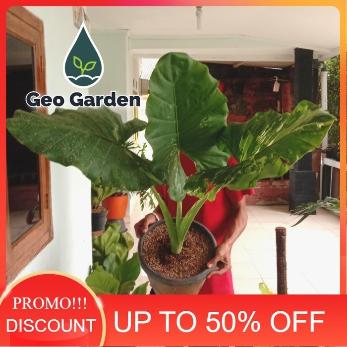 ALOCASIA SENTE VARIGATA - tanaman hias colocasia varigata big size