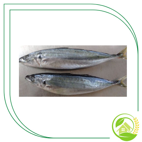 

Ikan Salem Segar 1Kg