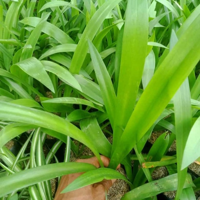 tanaman bakung lele bunga putih - pohon bakung
