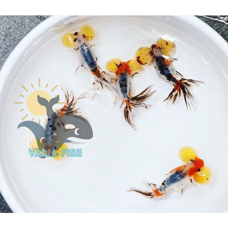 hiasan aquarium bigsale bubble eye grade fancy big size / mata balon / ikan mas koki mata balon 6-8c