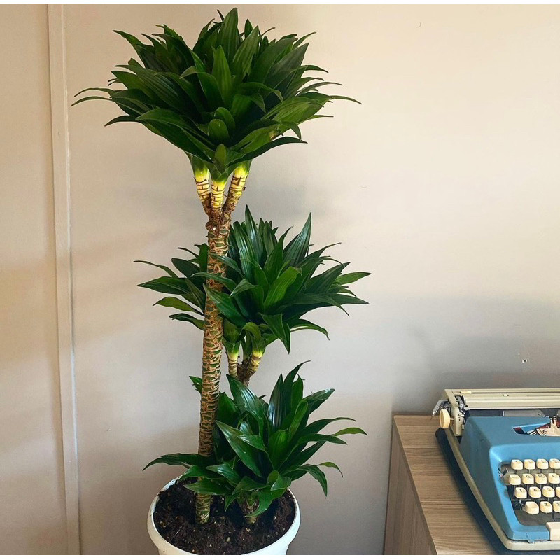 (BISA COD)PAKET 3 Tanaman Hias Dracaena Compacta / Janet Craig